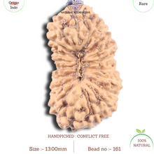 Load image into Gallery viewer, 19 Mukhi Indonesian Rudraksha - Bead 161