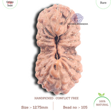 Load image into Gallery viewer, 20 Mukhi Indonesian Rudraksha - Bead 105