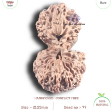 Load image into Gallery viewer, 20 Mukhi Indonesian Gaurishankar Rudraksha - Bead 77
