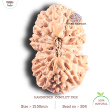 Load image into Gallery viewer, 17 Mukhi Rudraksha from Indonesia - Bead No. 264