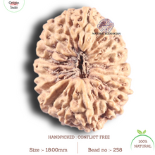 Load image into Gallery viewer, 17 Mukhi Rudraksha from Indonesia - Bead No. 258