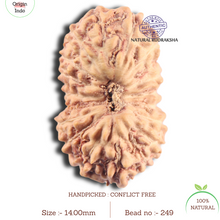 Load image into Gallery viewer, 18 Mukhi Rudraksha from Indonesia - Bead No. 249