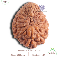 Load image into Gallery viewer, 18 Mukhi Rudraksha from Indonesia - Bead No 137