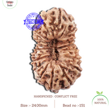 Load image into Gallery viewer, 18 Mukhi Rudraksha from Indonesia - Bead No. 151