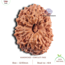 Load image into Gallery viewer, 14 mukhi Indonesian Rudraksha - Bead No.414