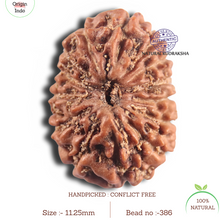 Load image into Gallery viewer, 14 mukhi Indonesian Rudraksha - Bead No. 386