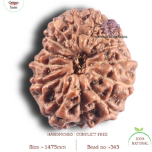 Load image into Gallery viewer, 14 mukhi Indonesian Rudraksha - Bead No. 343