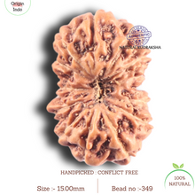 Load image into Gallery viewer, 14 mukhi Indonesian Rudraksha - Bead No. 349