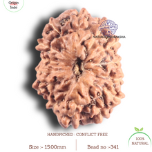 Load image into Gallery viewer, 14 mukhi Indonesian Rudraksha - Bead No. 341