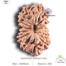 Load image into Gallery viewer, 14 mukhi Indonesian Rudraksha - Bead No. 355