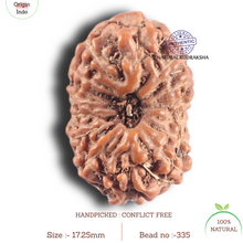 Load image into Gallery viewer, 14 mukhi Indonesian Rudraksha - Bead No. 335