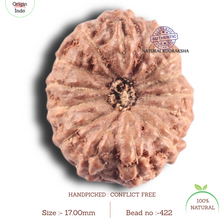 Load image into Gallery viewer, 14 mukhi Indonesian Rudraksha - Bead No.422