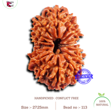 Load image into Gallery viewer, 16 Mukhi Rudraksha from Nepal - Bead No. 113