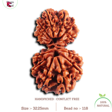 Load image into Gallery viewer, 16 Mukhi Gaurishanker Rudraksha from Nepal - Bead No. 118