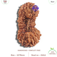Load image into Gallery viewer, 24 Mukhi Rudraksha from Indonesia AA