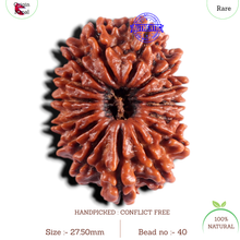 Load image into Gallery viewer, 15 Mukhi Rudraksha from Nepal - Bead No. 40