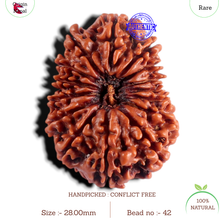 Load image into Gallery viewer, 15 Mukhi Rudraksha from Nepal - Bead No. 42