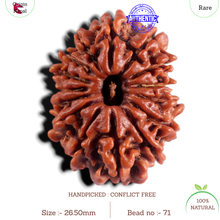 Load image into Gallery viewer, 15 Mukhi Rudraksha from Nepal - Bead No. 71