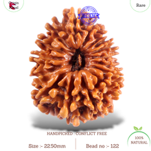 Load image into Gallery viewer, 16 Mukhi Rudraksha from Nepal - Bead No. 122