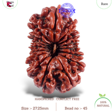 Load image into Gallery viewer, 16 Mukhi Rudraksha from Nepal - Bead No. 45