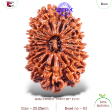 Load image into Gallery viewer, 16 Mukhi Rudraksha from Nepal - Bead No. 63