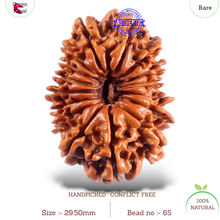 Load image into Gallery viewer, 16 Mukhi Rudraksha from Nepal - Bead No. 65