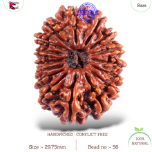 Load image into Gallery viewer, 16 Mukhi Rudraksha from Nepal - Bead No. 56