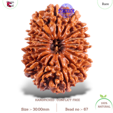 Load image into Gallery viewer, 16 Mukhi Rudraksha from Nepal - Bead No. 67