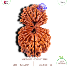 Load image into Gallery viewer, 17 Mukhi Nepalese Gaurishankar Rudraksha - Bead No. 65