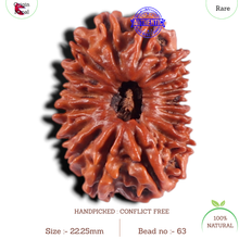 Load image into Gallery viewer, 17 Mukhi Nepalese Rudraksha - Bead No. 63