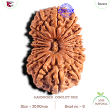 Load image into Gallery viewer, 20 Mukhi Nepalese Rudraksha - Bead No 8