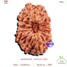Load image into Gallery viewer, 15 Mukhi Indonesian Rudraksha - Bead No. 299