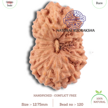 Load image into Gallery viewer, 18 Mukhi Rudraksha from Indonesia - Bead No. 120