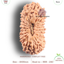 Load image into Gallery viewer, 24 Mukhi Rudraksha from Indonesia - Bead No. O