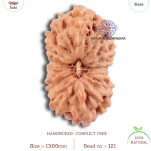 Load image into Gallery viewer, 18 Mukhi Rudraksha from Indonesia - Bead No. 121
