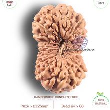 Load image into Gallery viewer, 19 Mukhi Indonesian Rudraksha - Bead 88