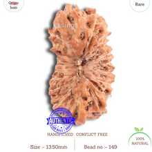 Load image into Gallery viewer, 18 Mukhi Rudraksha from Indonesia - Bead No. 149