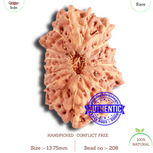 Load image into Gallery viewer, 18 Mukhi Rudraksha from Indonesia - Bead No. 208