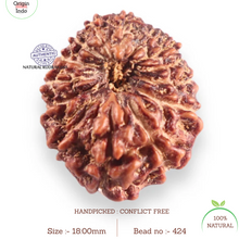 Load image into Gallery viewer, 14 mukhi Indonesian Rudraksha - Bead No.424