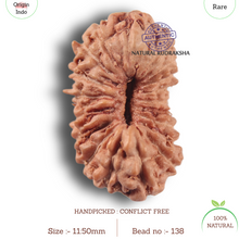 Load image into Gallery viewer, 19 Mukhi Indonesian Rudraksha - Bead 138