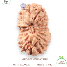 Load image into Gallery viewer, 16 Mukhi Rudraksha from Indonesia - Bead No 340