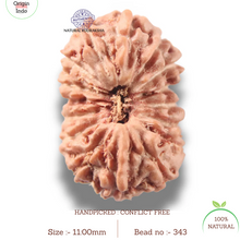 Load image into Gallery viewer, 16 Mukhi Rudraksha from Indonesia - Bead No 343