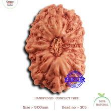 Load image into Gallery viewer, 16 Mukhi Rudraksha from Indonesia - Bead No 305