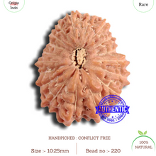 Load image into Gallery viewer, 18 Mukhi Rudraksha from Indonesia - Bead No. 220