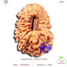 Load image into Gallery viewer, 18 Mukhi Rudraksha from Indonesia - Bead No. 233