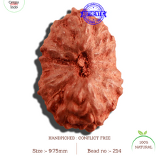 Load image into Gallery viewer, 16 Mukhi Rudraksha from Indonesia - Bead No 214