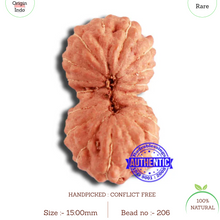 Load image into Gallery viewer, 18 Mukhi Rudraksha from Indonesia - Bead No. 206