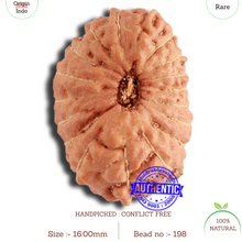 Load image into Gallery viewer, 18 Mukhi Rudraksha from Indonesia - Bead No. 198