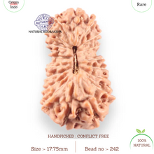 Load image into Gallery viewer, 18 Mukhi Rudraksha from Indonesia - Bead No. 242