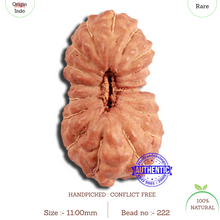 Load image into Gallery viewer, 18 Mukhi Rudraksha from Indonesia - Bead No. 222
